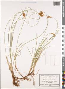 Carex colchica J.Gay, Eastern Europe, Central forest-and-steppe region (E6) (Russia)