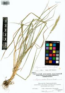 Elymus dahuricus Griseb., Siberia, Baikal & Transbaikal region (S4) (Russia)