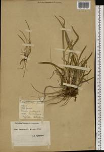 Iris pumila L., Eastern Europe, South Ukrainian region (E12) (Ukraine)