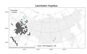 Leontodon hispidus L., Atlas of the Russian Flora (FLORUS) (Russia)