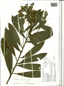 Senecio sarracenicus L., Eastern Europe, Central region (E4) (Russia)