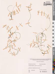 Ranunculus reptans L., Siberia, Chukotka & Kamchatka (S7) (Russia)