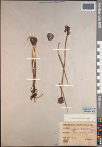 Muscari neglectum Guss. ex Ten., Middle Asia, Kopet Dag, Badkhyz, Small & Great Balkhan (M1) (Turkmenistan)