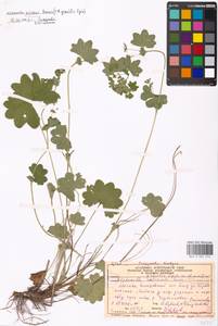 Alchemilla micans Buser, Eastern Europe, Moscow region (E4a) (Russia)