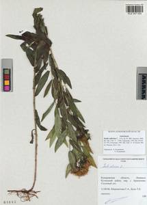 Pentanema salicinum (L.) D. Gut. Larr., Santos-Vicente, Anderb., E. Rico & M. M. Mart. Ort., Siberia, Altai & Sayany Mountains (S2) (Russia)