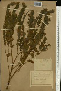 Cerinthe minor L., Eastern Europe, Rostov Oblast (E12a) (Russia)