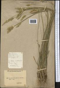 Agropyron cristatum (L.) Gaertn., Middle Asia, Northern & Central Kazakhstan (M10) (Kazakhstan)