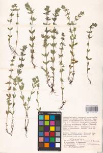 MHA 0 156 530, Clinopodium acinos (L.) Kuntze, Eastern Europe, Lower Volga region (E9) (Russia)