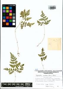 Cystopteris montana (Lam.) Desv., Siberia, Baikal & Transbaikal region (S4) (Russia)