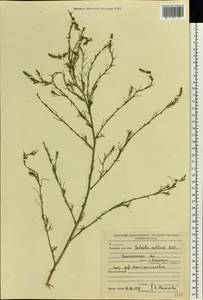 Salsola collina Pall., Eastern Europe, North-Western region (E2) (Russia)