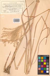 Miscanthus sinensis Andersson, Siberia, Russian Far East (S6) (Russia)