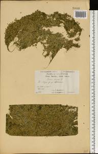 Lemna minor L., Eastern Europe, Central forest-and-steppe region (E6) (Russia)