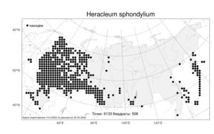 Heracleum sphondylium L., Atlas of the Russian Flora (FLORUS) (Russia)