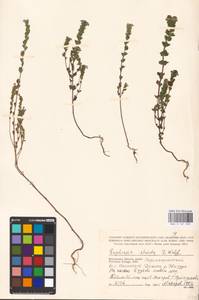 MHA 0 161 823, Euphrasia stricta J.P.Wolff ex J.F.Lehm., Eastern Europe, Central region (E4) (Russia)