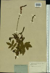 Agrimonia eupatoria L., Eastern Europe, Moscow region (E4a) (Russia)