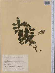 Lathyrus japonicus subsp. maritimus (L.)P.W.Ball, Western Europe (EUR) (Norway)