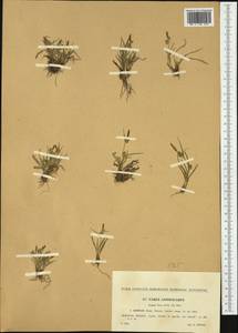 Carex lepidocarpa Tausch, Western Europe (EUR) (Czech Republic)