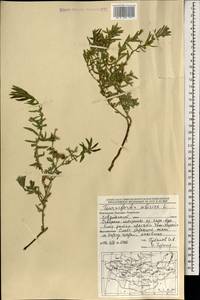 Heliotropium sibiricum (L.) J. I. M. Melo, Mongolia (MONG) (Mongolia)