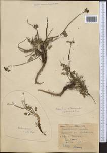 Lomatocarpa albomarginata (Schrenk) Pimenov & Lavrova, Middle Asia, Western Tian Shan & Karatau (M3) (Kyrgyzstan)