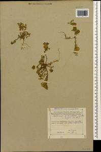 Medicago orbicularis (L.)Bartal., Caucasus, Azerbaijan (K6) (Azerbaijan)