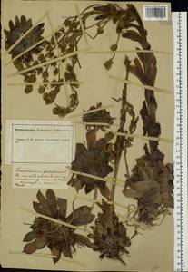 Sempervivum globiferum subsp. globiferum, Eastern Europe, Central forest-and-steppe region (E6) (Russia)