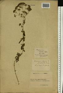 Origanum vulgare L., Eastern Europe, Rostov Oblast (E12a) (Russia)