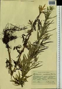 Artemisia umbrosa Turcz. ex DC., Siberia, Russian Far East (S6) (Russia)