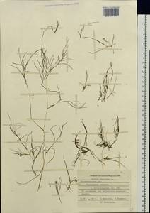 Ruppia maritima L., Eastern Europe, Northern region (E1) (Russia)