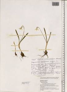 Galanthus nivalis L., Eastern Europe, Central region (E4) (Russia)