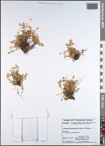 Cerastium beeringianum Cham. & Schltdl., Siberia, Central Siberia (S3) (Russia)