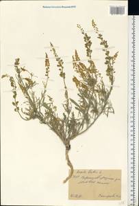 Reseda lutea L., Eastern Europe, North Ukrainian region (E11) (Ukraine)