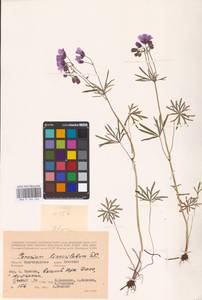 Geranium linearilobum DC., Eastern Europe, Lower Volga region (E9) (Russia)