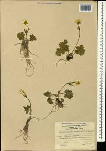 Ranunculus crassifolius (Rupr.) Grossh., Caucasus, South Ossetia (K4b) (South Ossetia)