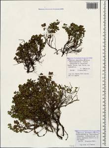 Thymus nummularius M.Bieb., Caucasus, Krasnodar Krai & Adygea (K1a) (Russia)