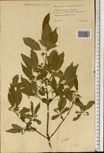 Euonymus europaeus L., Eastern Europe, South Ukrainian region (E12) (Ukraine)