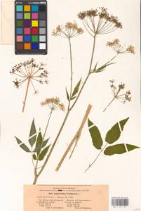 Aegopodium podagraria L., Eastern Europe, Moscow region (E4a) (Russia)