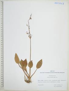 Alisma plantago-aquatica subsp. orientale (Sam.) Sam., Siberia, Russian Far East (S6) (Russia)