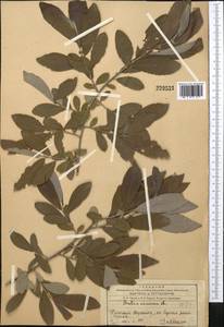 Salix cinerea L., Middle Asia, Western Tian Shan & Karatau (M3) (Kazakhstan)