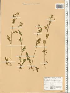 Rorippa sylvestris (L.) Besser, Eastern Europe, Belarus (E3a) (Belarus)