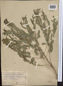 Haplophyllum latifolium Kar. & Kir., Middle Asia, Western Tian Shan & Karatau (M3) (Kazakhstan)