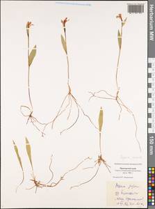 Pogonia japonica Rchb.f., Siberia, Russian Far East (S6) (Russia)