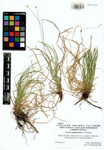 Carex amgunensis F.Schmidt, Siberia, Baikal & Transbaikal region (S4) (Russia)