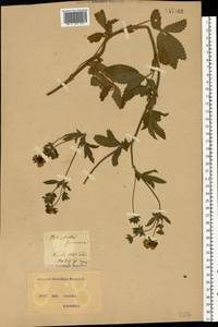 Potentilla nepalensis Hook., Eastern Europe, North Ukrainian region (E11) (Ukraine)