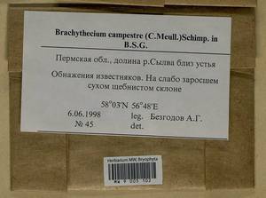 Brachythecium campestre (Müll. Hal.) Schimp., Bryophytes, Bryophytes - Permsky Krai, Udmurt Republic, Sverdlovsk & Kirov Oblasts (B8) (Russia)