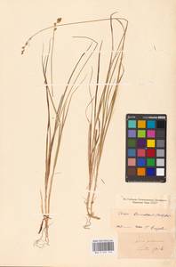 Carex brunnescens (Pers.) Poir., Eastern Europe, North-Western region (E2) (Russia)