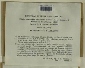 Palamocladium euchloron (Bruch ex Müll. Hal.) Wijk & Margad., Bryophytes, Bryophytes - North Caucasus & Ciscaucasia (B12) (Russia)