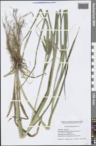 Carex pseudocyperus L., Eastern Europe, Central region (E4) (Russia)