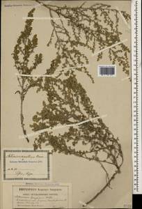 Artemisia lercheana Weber ex Stechm., Caucasus, Georgia (K4) (Georgia)