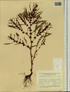 Rumex maritimus L., Siberia, Western Siberia (S1) (Russia)