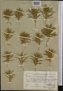 Ceratocarpus arenarius L., Middle Asia, Northern & Central Tian Shan (M4) (Kazakhstan)